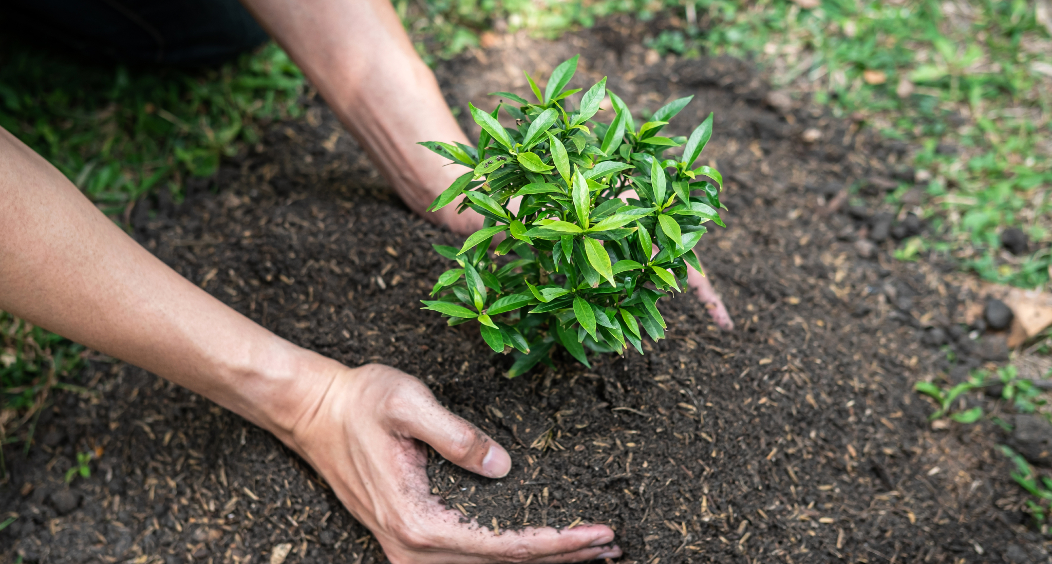 precisionlawncarecoweta